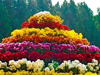 Stunning Getaway In The Foothills Of Himalaya Kasauli With Chandigarh Tour