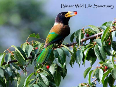 Unexplored Binsar Trip With Flora And Fauna Of Jim Corbett Uttarakhand Tour