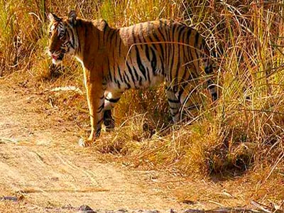 Unexplored Binsar Trip With Flora And Fauna Of Jim Corbett Uttarakhand Tour