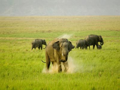 Unexplored Binsar Trip With Flora And Fauna Of Jim Corbett Uttarakhand Tour