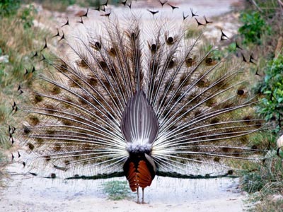 Unexplored Binsar Trip With Flora And Fauna Of Jim Corbett Uttarakhand Tour