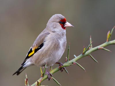 Trinkets Of Uttarakhand Nainital With Mukteshwar Tour