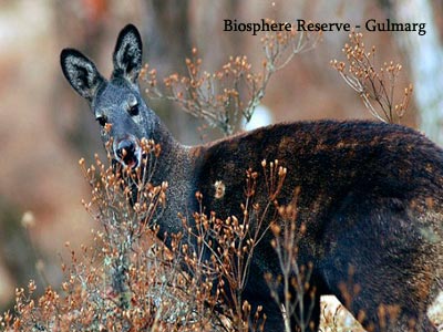 Beautiful Kashmir Srinagar With Pahalgam Gulmarg And Sonmarg Tour