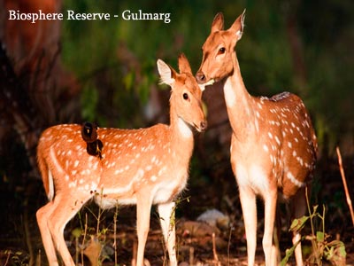 Beautiful Kashmir Srinagar With Pahalgam Gulmarg And Sonmarg Tour