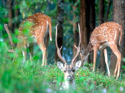 Striking Himalayan Tour Of Kasauli Rajgarh And Shimla