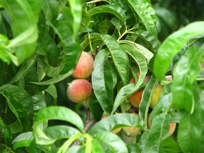 Beautiful Himalayan Foot hill Tour Of Kasauli And Rajgarh