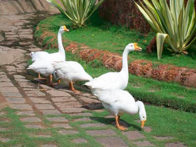 Munnar Kashmir Of South India With Amazing Alleppey