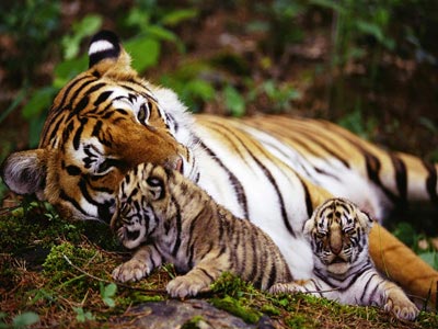 Amazing Mini Kerala Tour Of Cochin Munnar And Thekkady