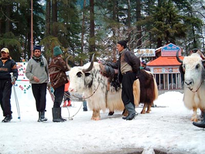 Rejuvenate In Himachal Pradesh Dharamshala Dalhousie