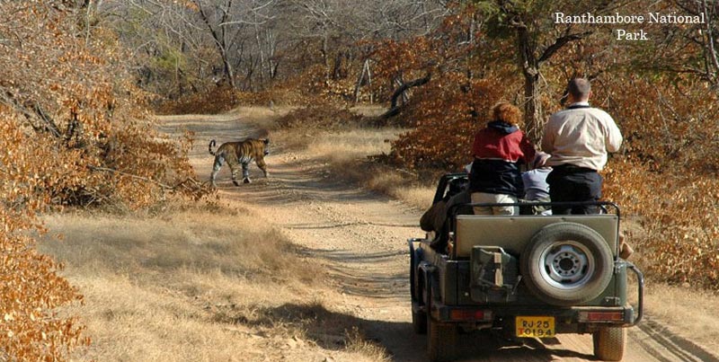 Group Tour Package of Golden Triangle with Tiger