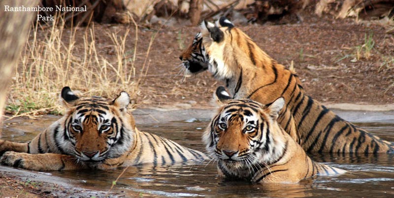 Group Tour Package of Golden Triangle with Tiger