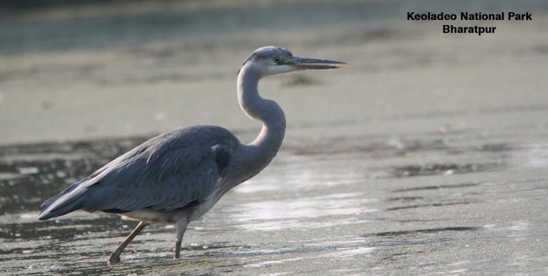 Group Tour Package of Golden Triangle with Birds