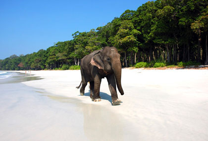 Andaman Adventure (Havelock Special Package)