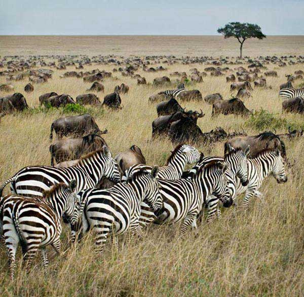 Kenya Highlights Safari Package
