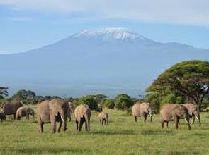 Amboseli National Park Kenya Safari Package