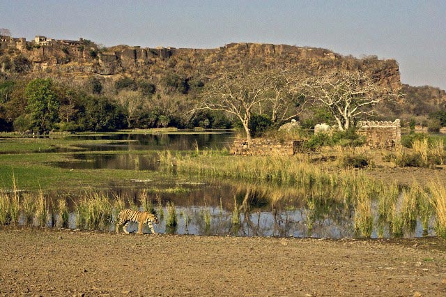 Gujarat Wildlife Tour