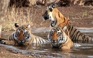 Golden Triangle With Ranthambore Special Tour