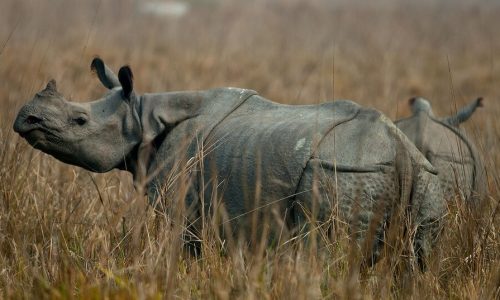 Kaziranga Wildlife Tour