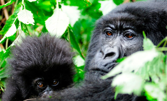 Gorilla Safari To Bwindi Impenetrable Forest National Park Tour