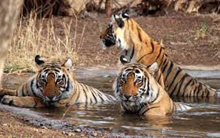 Delhi - Corbett - Delhi Tour