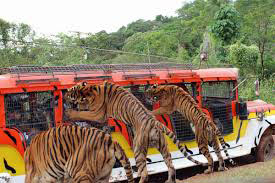 Tiger Land Safari Tour