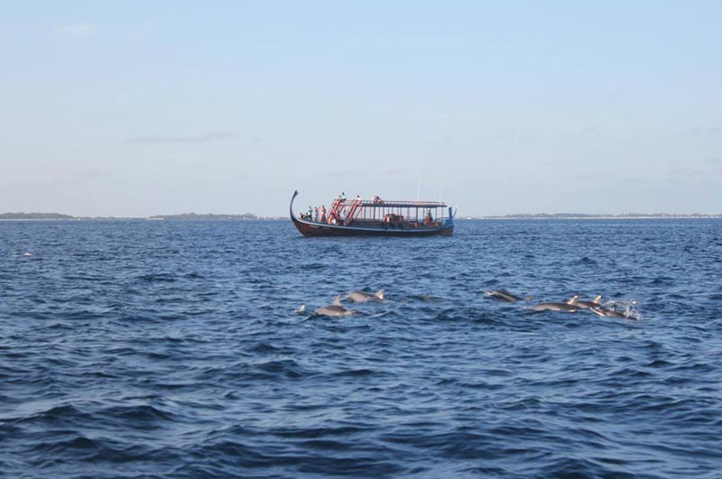 Dolphin Watching Tour