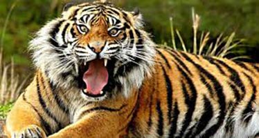 Wildlife In Nepal Tour