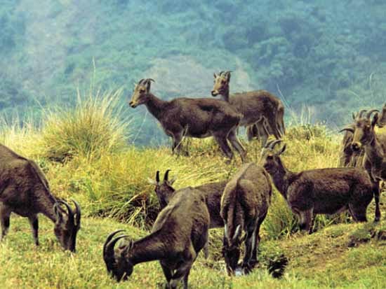 Munnar - Thekkady - Alappuzha Tour