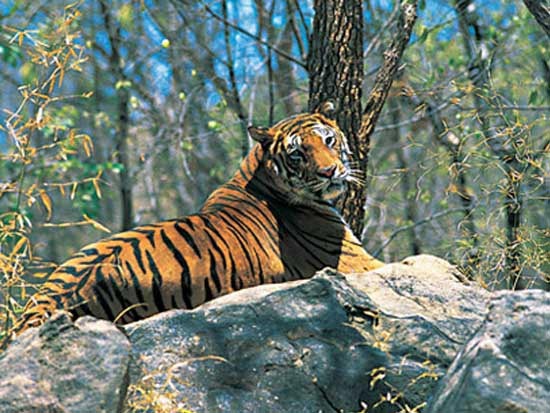 Munnar - Thekkady - Alappuzha Tour