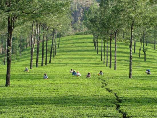 Green Paradise Of Kerala Tour