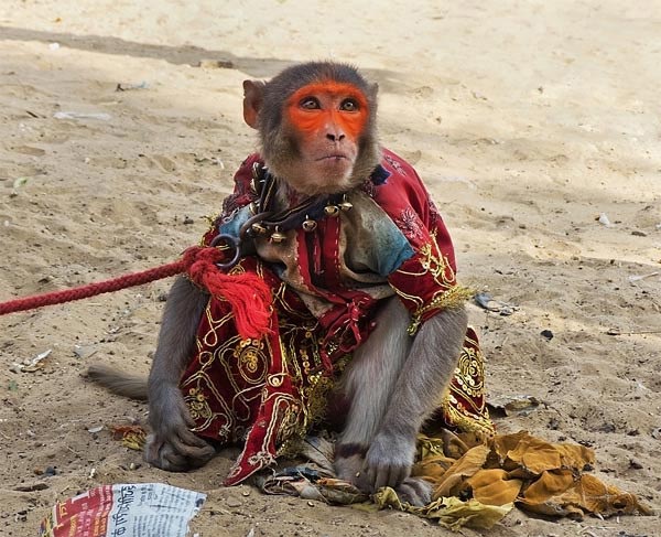 Camel Fair In India Package