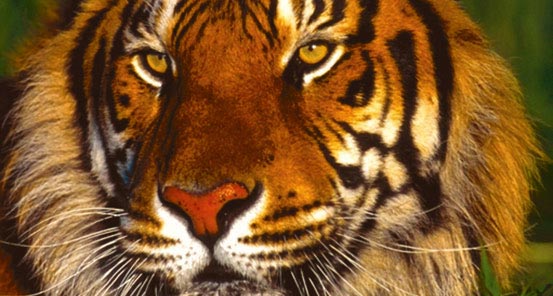 Amazing India Package