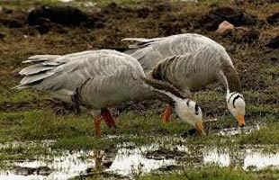 Golden Triangle With Jungle Safari Tour