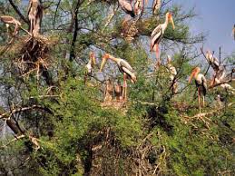 Golden Triangle With Jungle Safari Tour