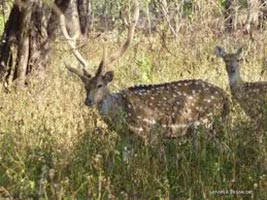 Gujarat Wildlife Tour With Diu