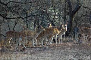 Loin Safari Tour Package