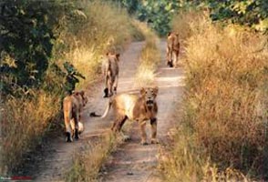 Loin Safari Tour Package
