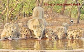 Loin Safari Tour Package