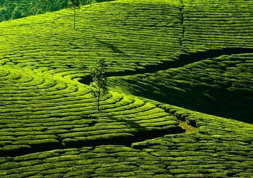 Pretty Kerala Holiday Tour