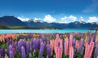 New Zealand - Scenic North Splendor Tour