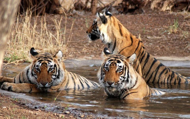Bharatpur And Ranthambore Tiger Park Tour