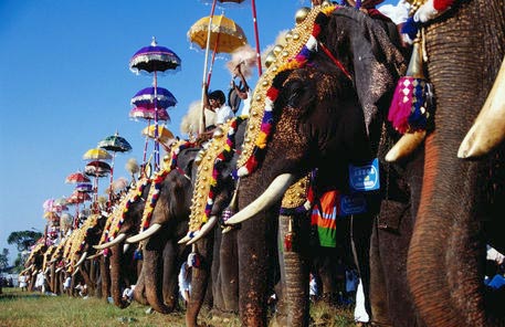 Elephant Festival Tour