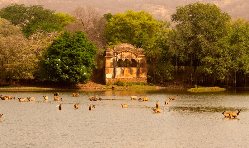 Jaipur with Ranthambhore Tour