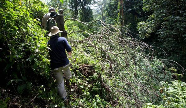 10 Days Best of Uganda Safari Tour