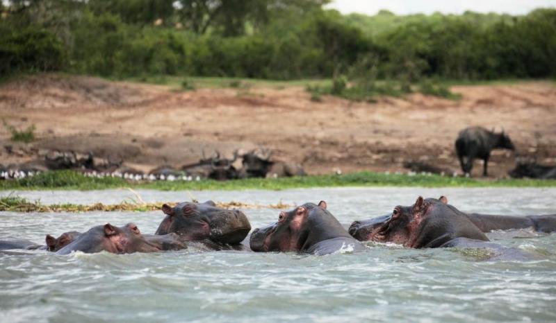 10 Days Best of Uganda Safari Tour