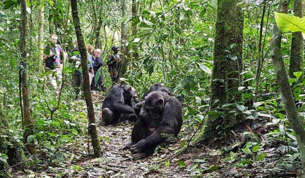 10 Days Best of Uganda Safari Tour