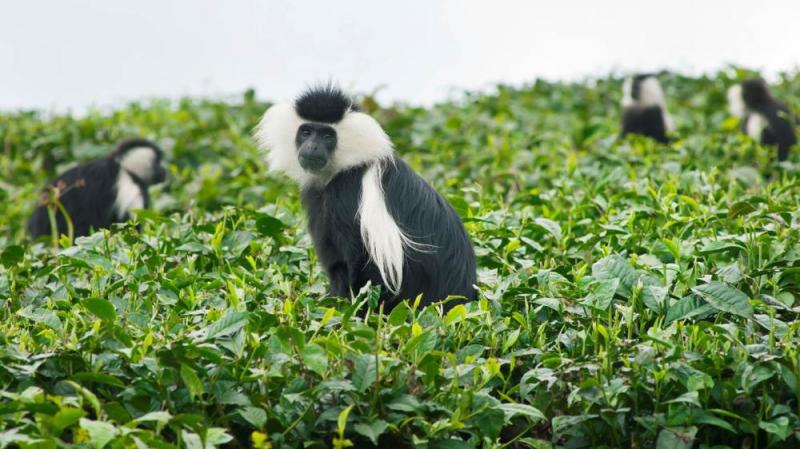 10 days Safari in Uganda