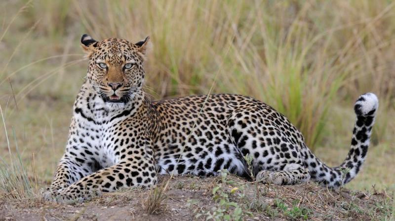 10 days Safari in Uganda