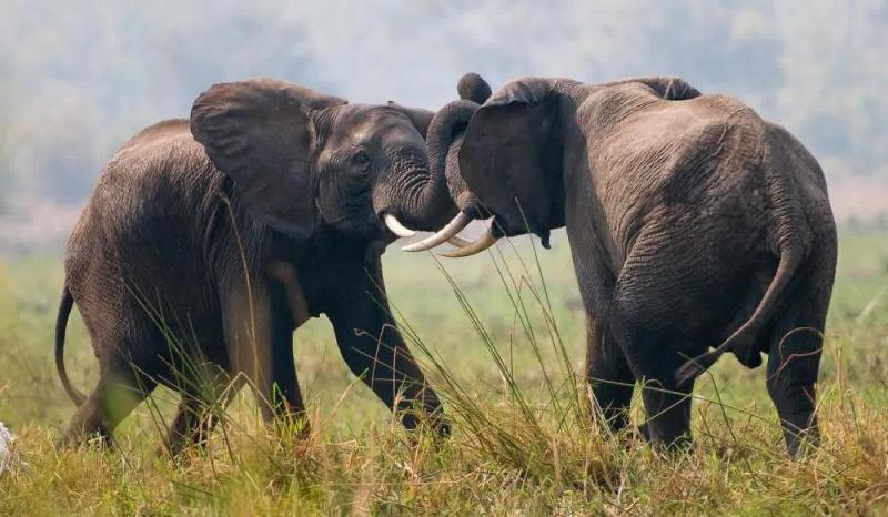 10 days Safari in Uganda