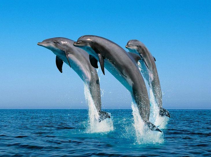 Frolic With Dolphins And Whales 5N/6D Tour